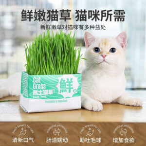 Cat grass and catnip potted planters, low-maintenance hydroponic kitten growing, wheat seedlings, hairballs, soilless bagged cat grass, wholesale available.